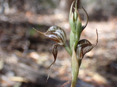 Pterostylis excelsa