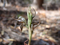 Pterostylis excelsa