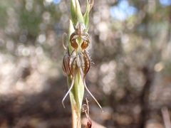 Pterostylis excelsa