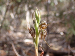 Pterostylis excelsa