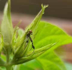 Stephanopis barbipes