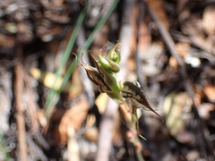 Pterostylis excelsa