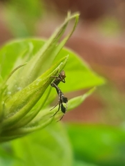 Stephanopis barbipes
