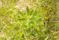 Baccharis dracunculifolia