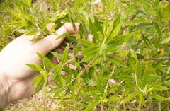 Baccharis dracunculifolia