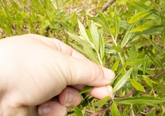 Baccharis dracunculifolia