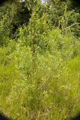 Baccharis dracunculifolia
