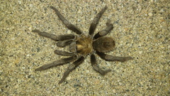 Aphonopelma prosoicum