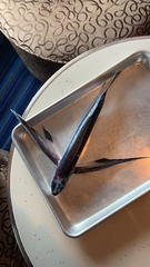 Exocoetidae
