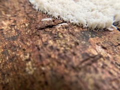 Arcyria obvelata