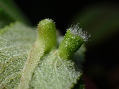 Rhopalomyia audibertiae