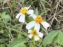 Bidens alba