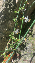 Chlorophytum comosum