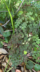 Adiantum capillus-veneris