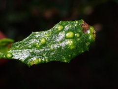 Aceria baccharipha