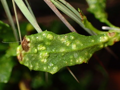 Aceria baccharipha