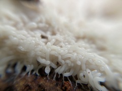 Arcyria obvelata