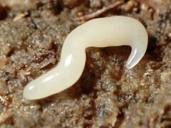 Microplana scharffi