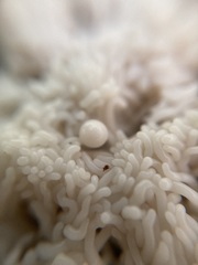 Arcyria obvelata