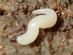 Microplana scharffi