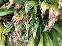 Epiphryne verriculata