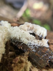 Arcyria obvelata