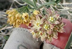 Funastrum hirtellum