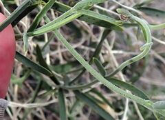 Funastrum hirtellum