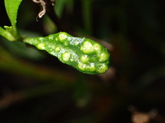 Aceria baccharipha