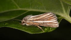 Heliocheilus cramboides