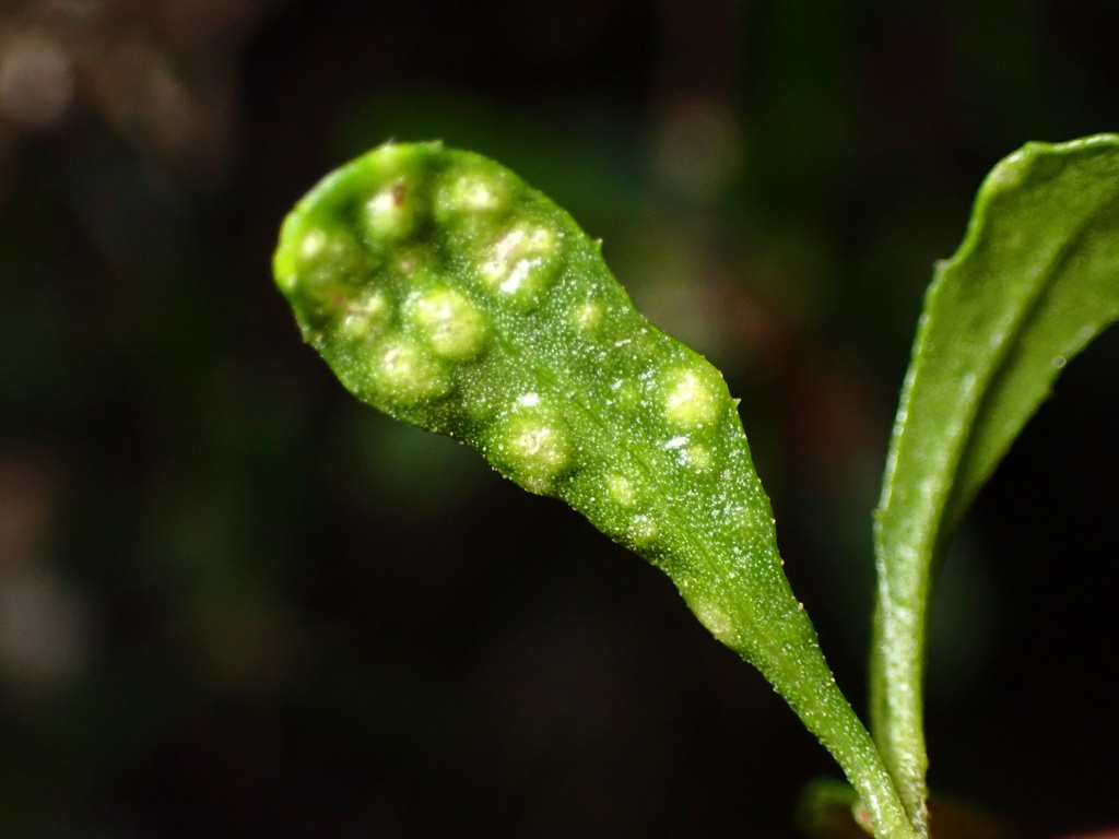 Baccharis Leaf Blister Mite