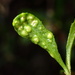 Aceria baccharipha - Photo (c) Cricket Raspet,  זכויות יוצרים חלקיות (CC BY), הועלה על ידי Cricket Raspet