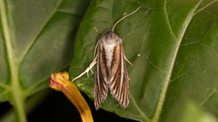 Heliocheilus cramboides