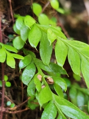 Tmesipteris tannensis