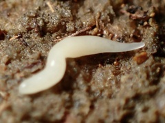 Microplana scharffi
