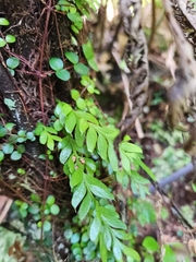 Tmesipteris tannensis