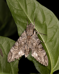Psilogramma casuarinae