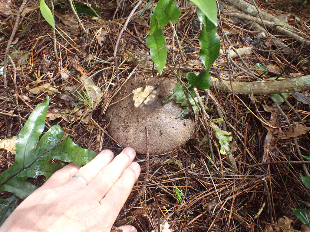 field and button mushrooms from Glenleith, Dunedin 9010, New Zealand on