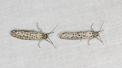 Utetheisa pulchelloides