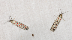 Utetheisa pulchelloides
