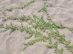 Pectis multiflosculosa