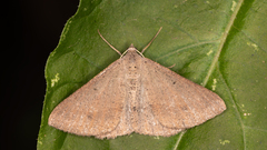 Isturgia penthearia