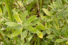 Baccharis dracunculifolia