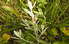 Baccharis dracunculifolia