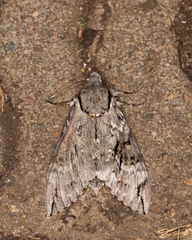 Psilogramma casuarinae