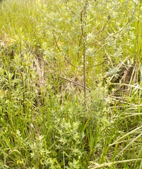 Baccharis dracunculifolia