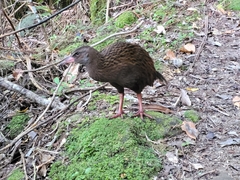 Gallirallus australis