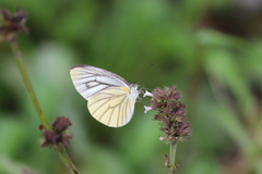 Pieris erutae
