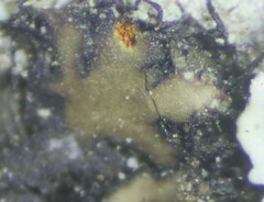 Phaeophyscia pusilloides