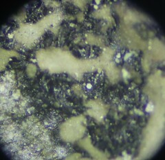 Phaeophyscia pusilloides